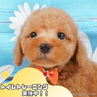 販売中の静岡県のトイプードル-395860