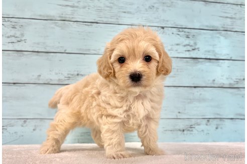 販売中の千葉県のマルプー:マルチーズ×トイプードル-394815の4枚目