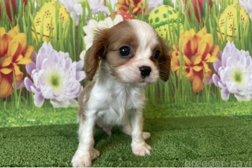販売中の北海道のキャバリアキングチャールズスパニエル-395817の5枚目