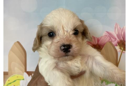 販売中の北海道のミックス犬-395818の6枚目