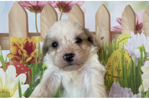 販売中の北海道のミックス犬-395818の5枚目