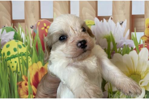 販売中の北海道のミックス犬-395818の4枚目