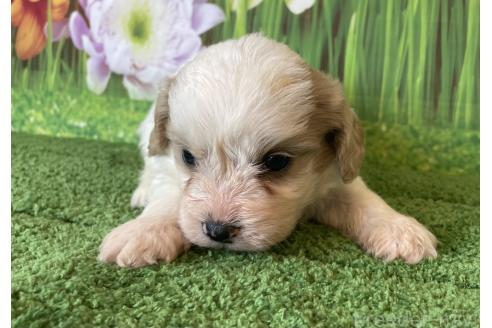 販売中の北海道のミックス犬-395818の3枚目
