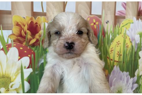 販売中の北海道のミックス犬-395819の6枚目