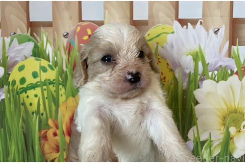 販売中の北海道のミックス犬-395819の5枚目