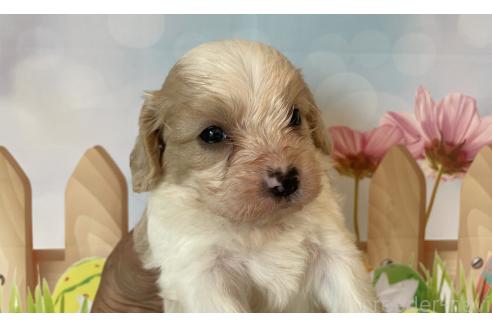 販売中の北海道のミックス犬-395819の4枚目