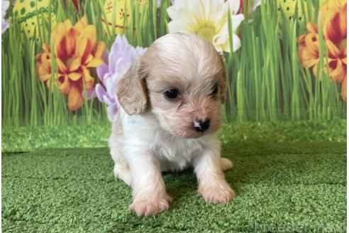 販売中の北海道のミックス犬-395819の3枚目