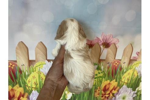 販売中の北海道のミックス犬-395819の2枚目