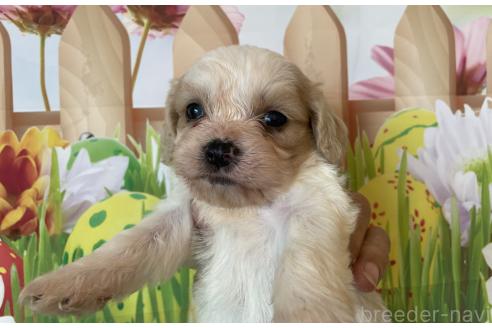 販売中の北海道のミックス犬-395820の6枚目
