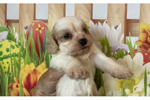 販売中の北海道のミックス犬-395820の5枚目