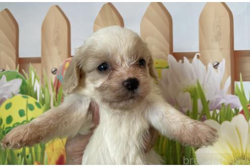 販売中の北海道のミックス犬-395821の6枚目