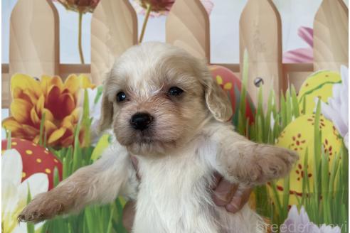 販売中の北海道のミックス犬-395821の5枚目