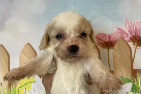 販売中の北海道のミックス犬-395821の4枚目