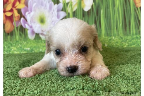 販売中の北海道のミックス犬-395821の3枚目