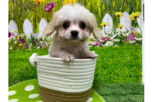 販売中の北海道のミックス犬-390316の4枚目