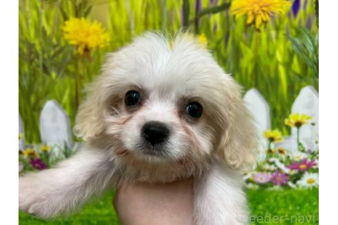 販売中の北海道のミックス犬-390316の3枚目