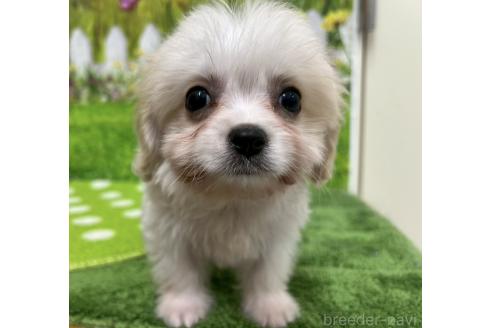 販売中の北海道のミックス犬-390316の2枚目