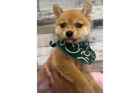 販売中の茨城県の豆柴-395822の4枚目