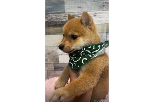 販売中の茨城県の豆柴-395822の3枚目