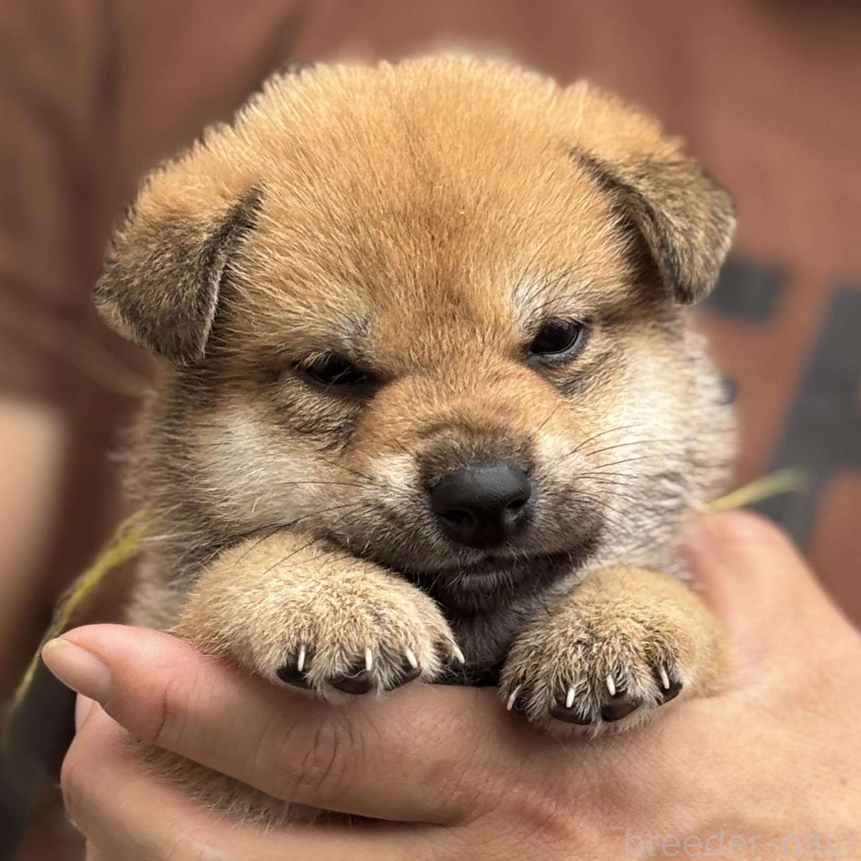販売中の宮崎県の柴犬-395828