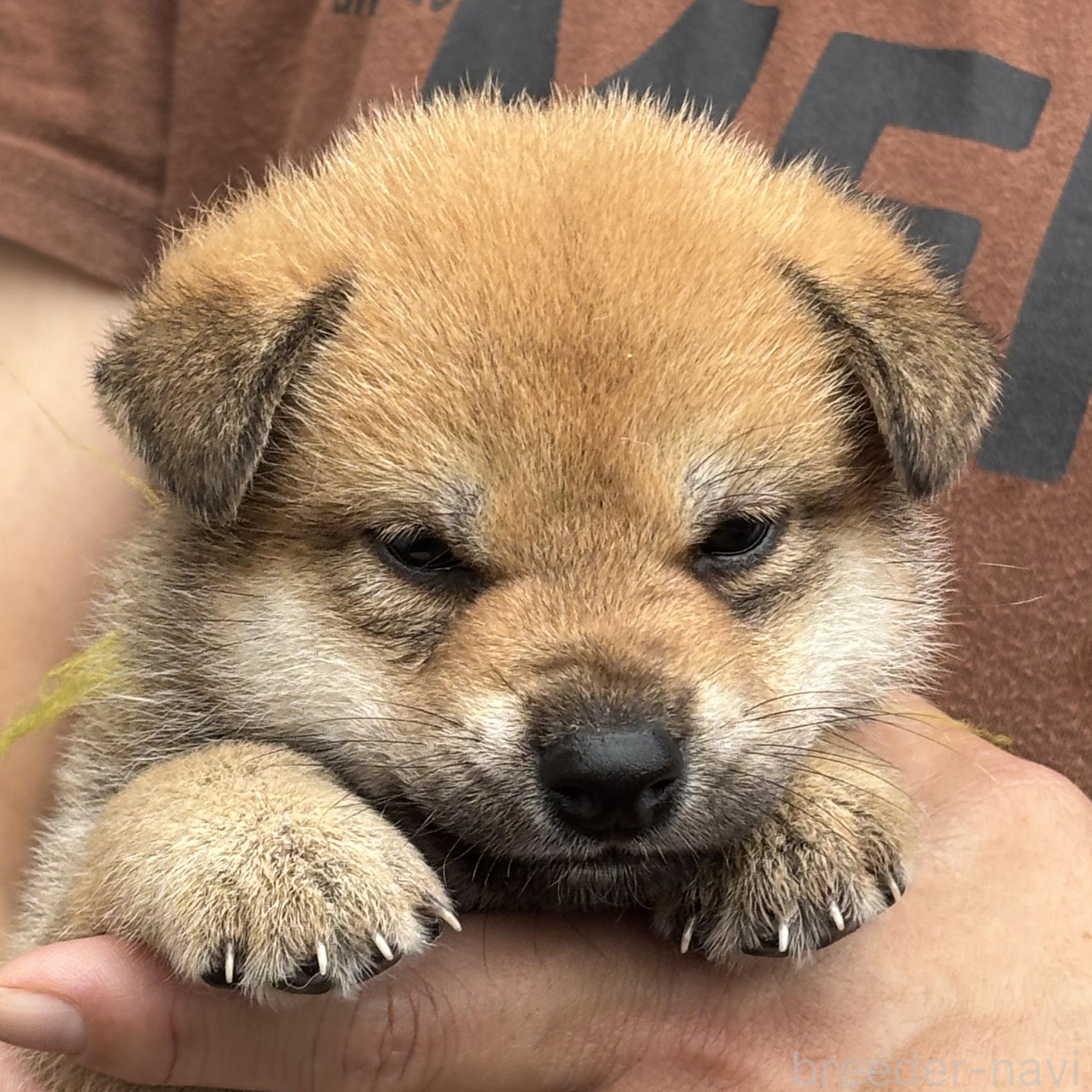 販売中の宮崎県の柴犬-395828の2枚目