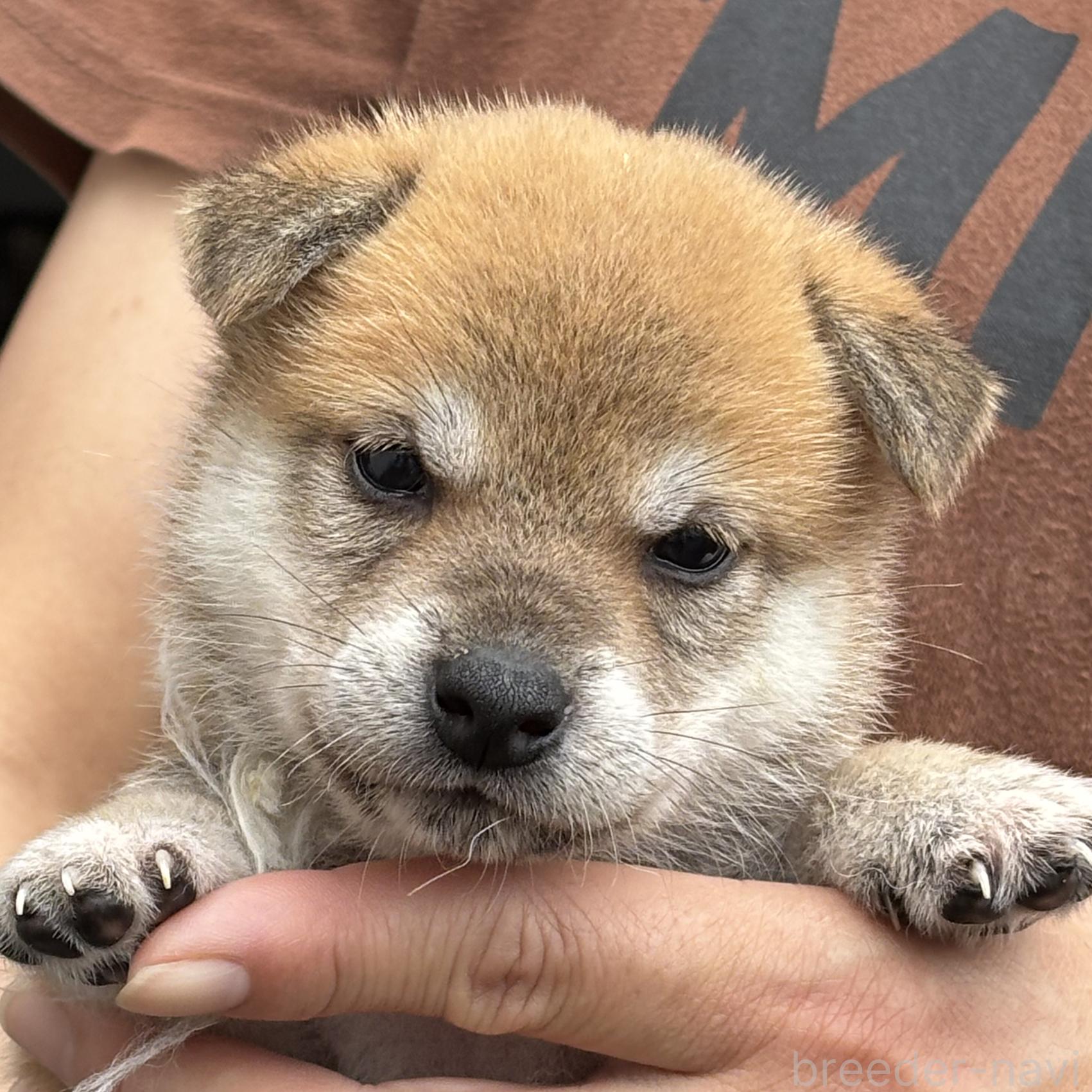 販売中の宮崎県の柴犬-395829の1枚目