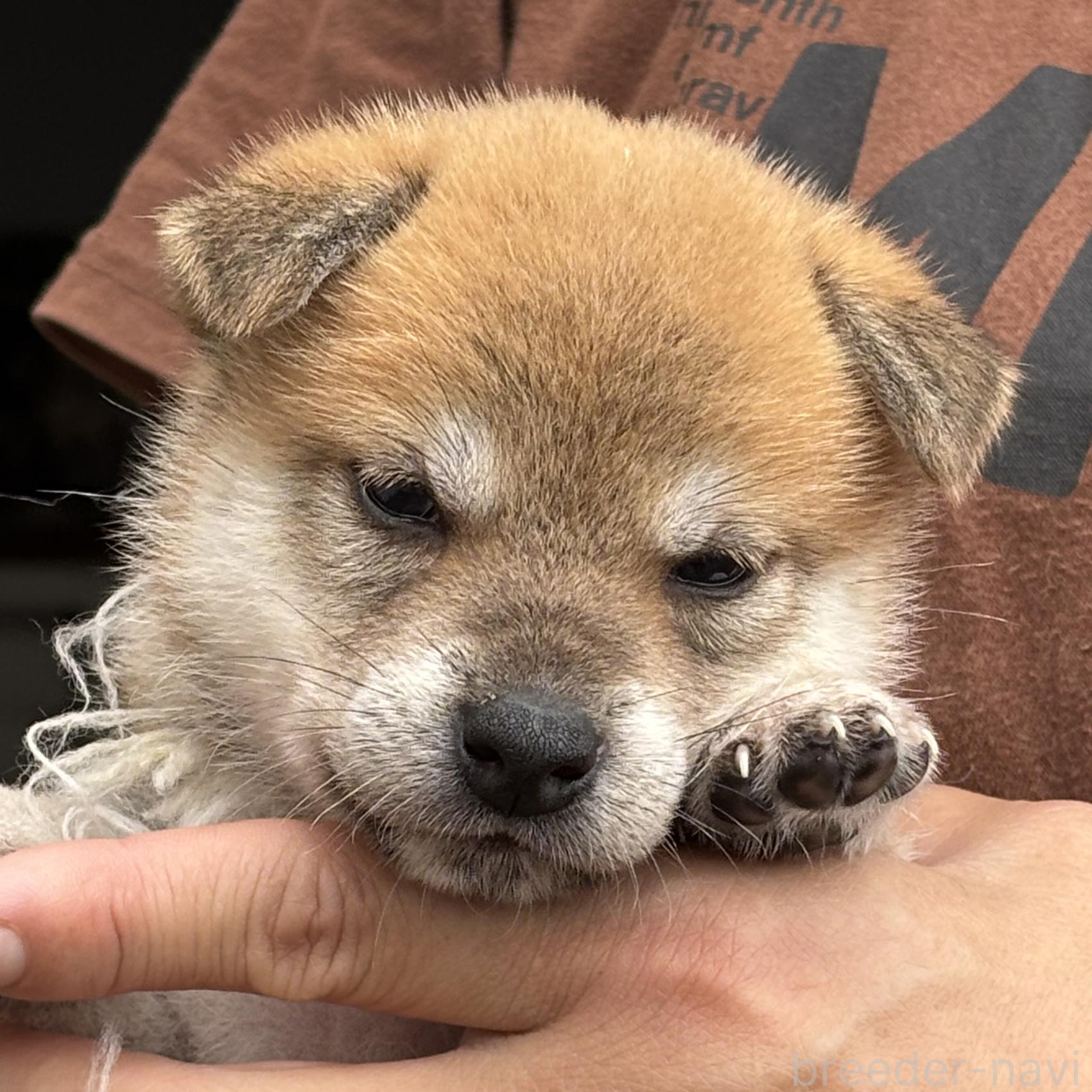 販売中の宮崎県の柴犬-395829の2枚目