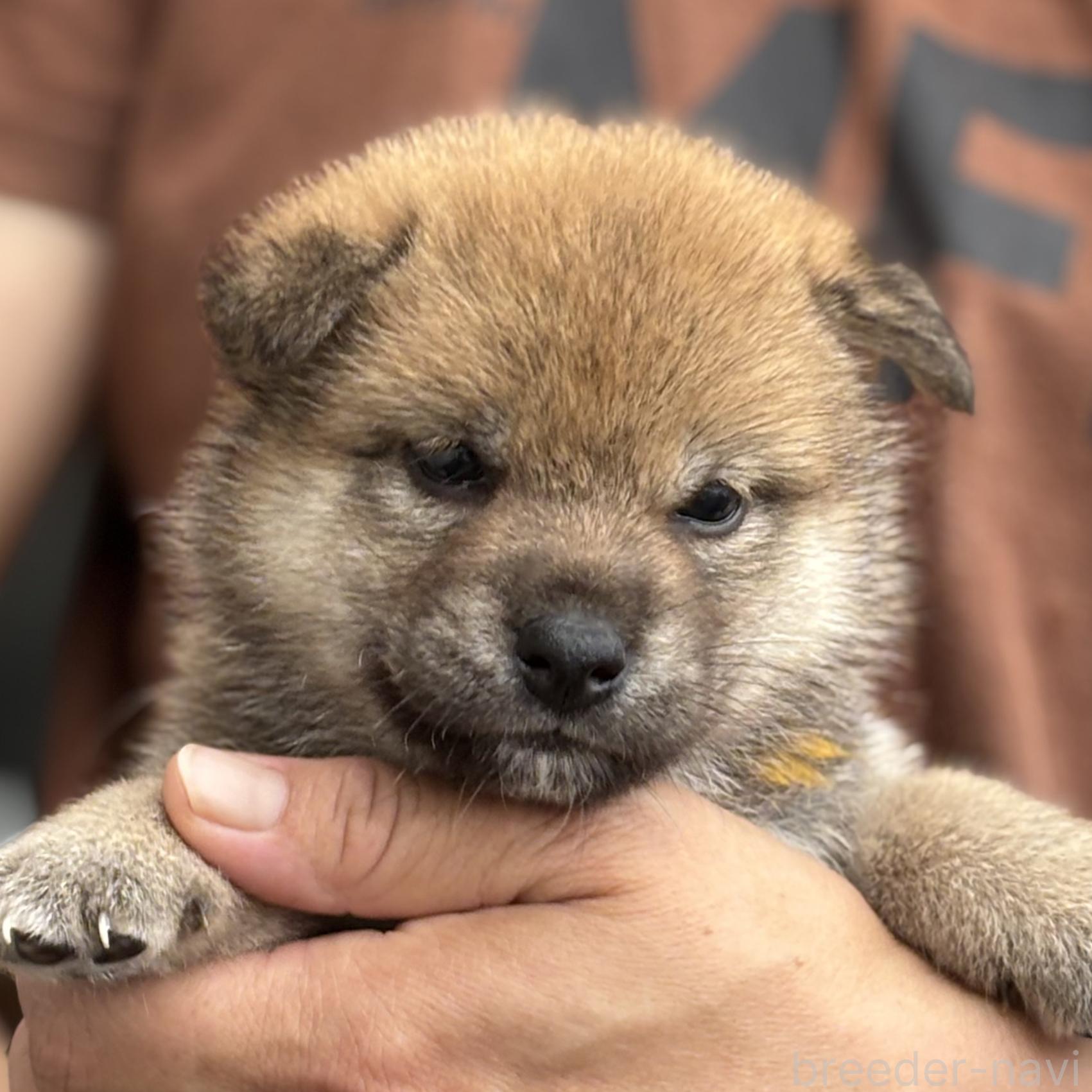販売中の宮崎県の柴犬-395830