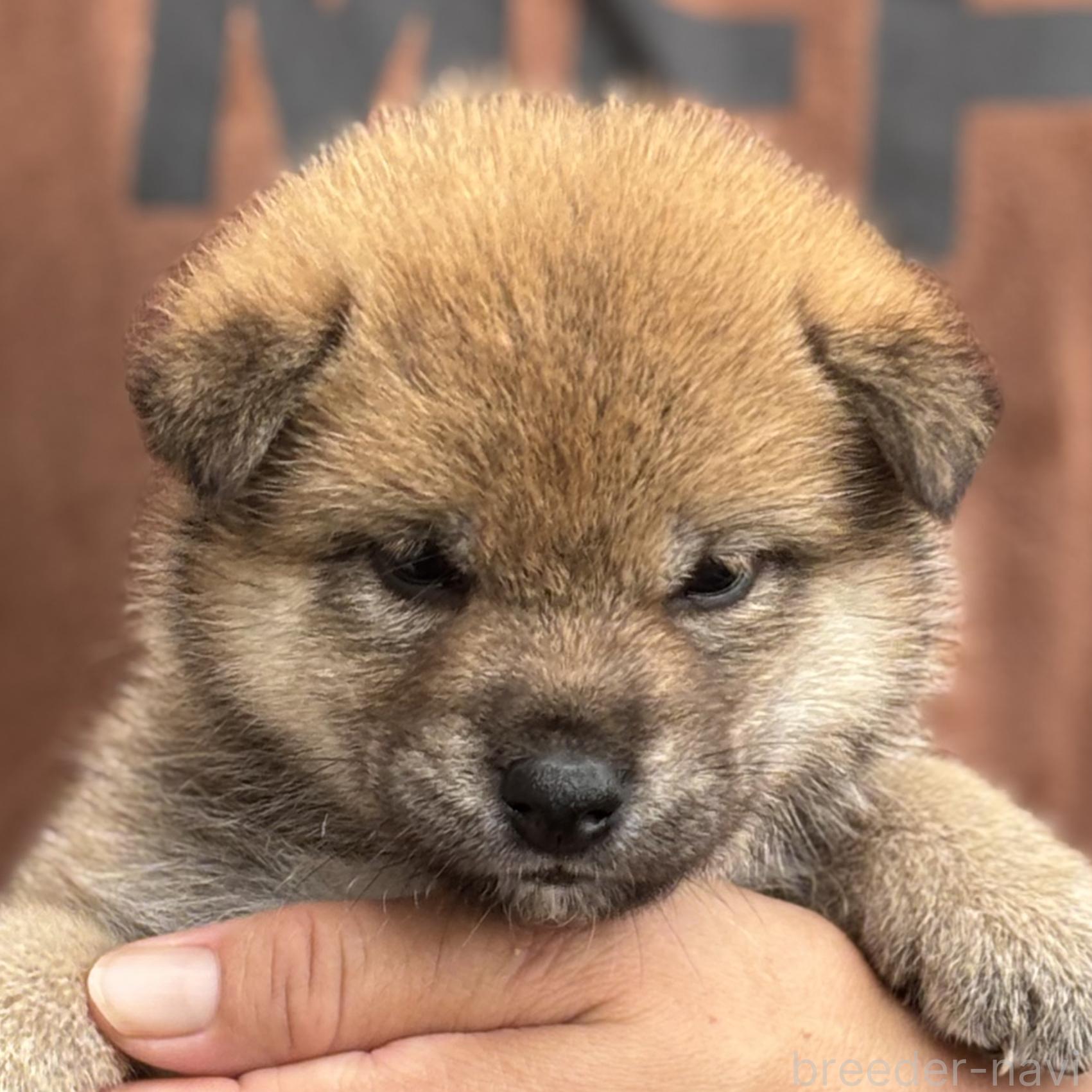 販売中の宮崎県の柴犬-395830の2枚目