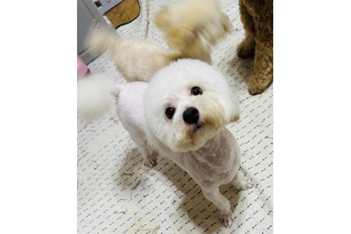販売中の兵庫県のビションフリーゼ-395838の2枚目