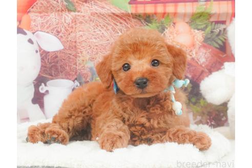 販売中の静岡県のトイプードル-395839の10枚目