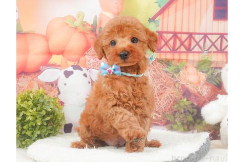 販売中の静岡県のトイプードル-395839の4枚目