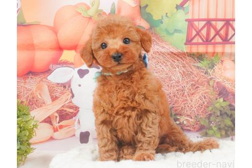 販売中の静岡県のトイプードル-395839の3枚目