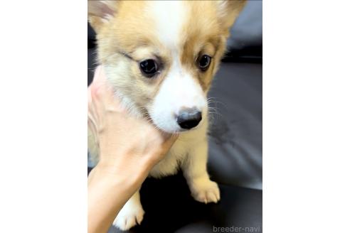 販売中の奈良県のウェルシュコーギーペンブローク-396074の4枚目