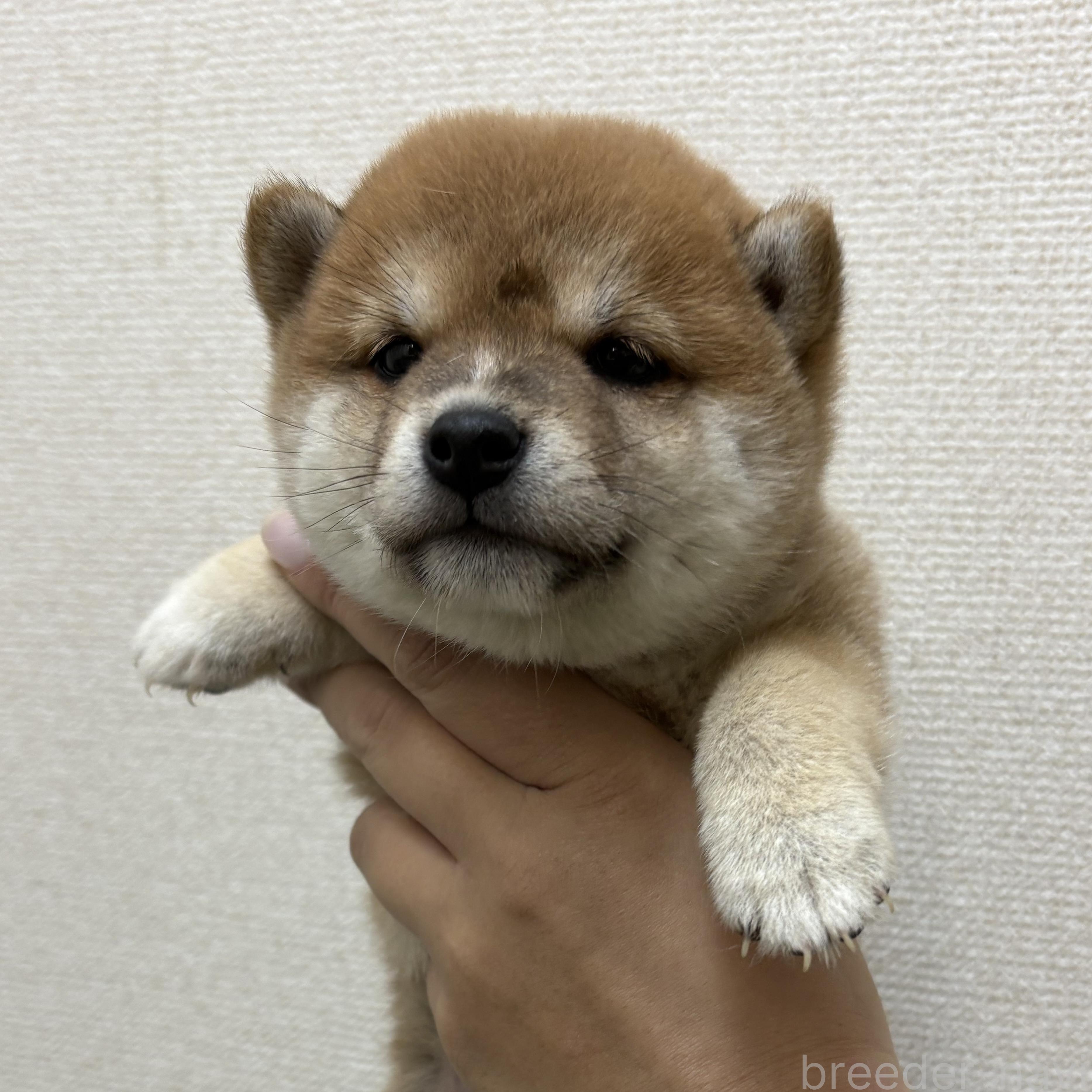 販売中の大阪府の豆柴-396109の1枚目