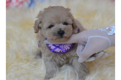 販売中の埼玉県のミックス犬-392914の19枚目