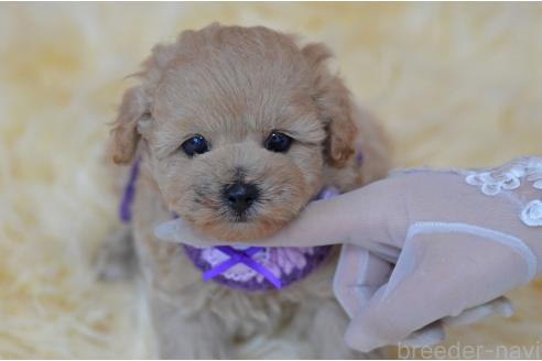 販売中の埼玉県のミックス犬-392914の18枚目