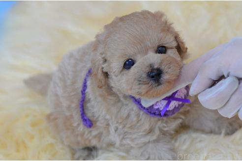 販売中の埼玉県のミックス犬-392914の17枚目