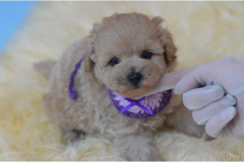販売中の埼玉県のミックス犬-392914の16枚目
