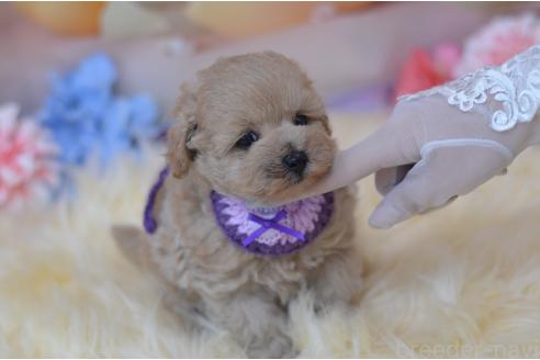 販売中の埼玉県のミックス犬-392914の14枚目