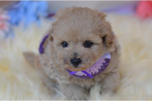 販売中の埼玉県のミックス犬-392914の13枚目