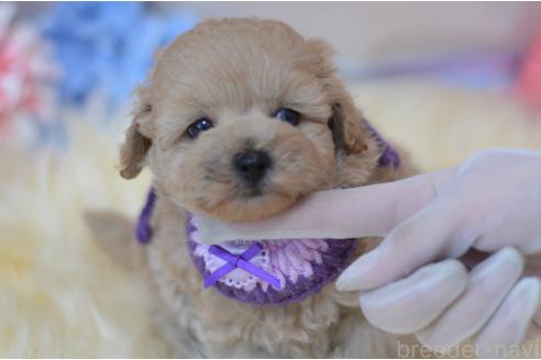 販売中の埼玉県のミックス犬-392914の12枚目