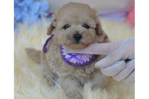 販売中の埼玉県のミックス犬-392914の11枚目