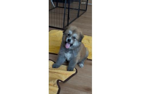 販売中の佐賀県のミックス犬-396121の4枚目