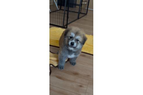 販売中の佐賀県のミックス犬-396121の3枚目