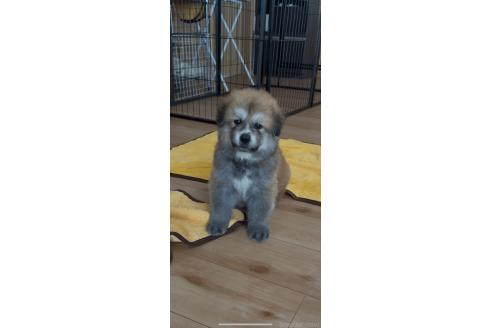 販売中の佐賀県のミックス犬-396121の2枚目
