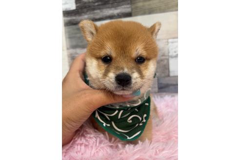販売中の茨城県の豆柴-396125の3枚目