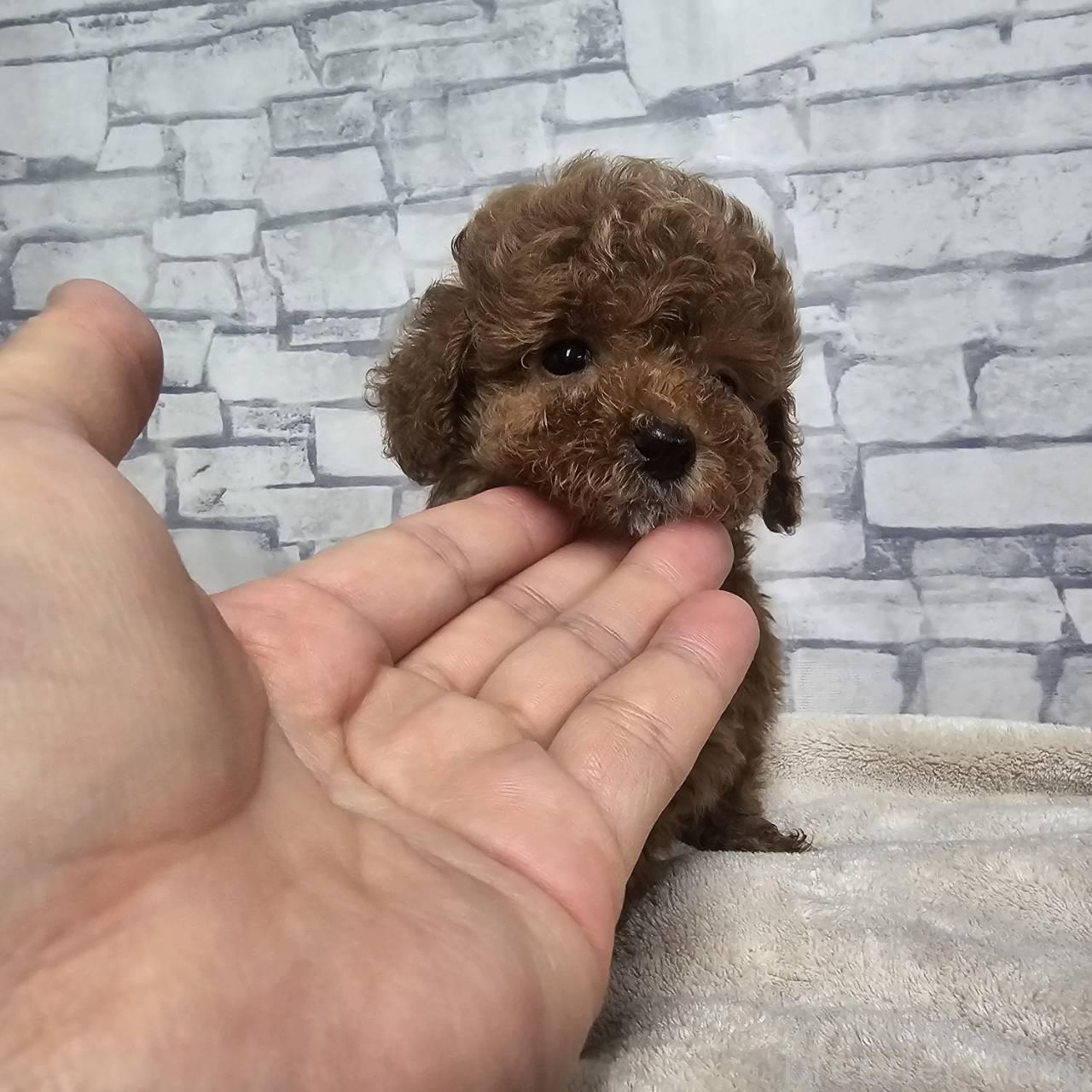 販売中の埼玉県のタイニープードル-396128の4枚目
