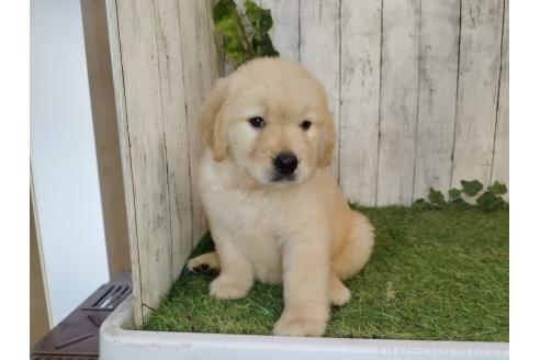 販売中の三重県のゴールデンレトリーバー-396133の4枚目