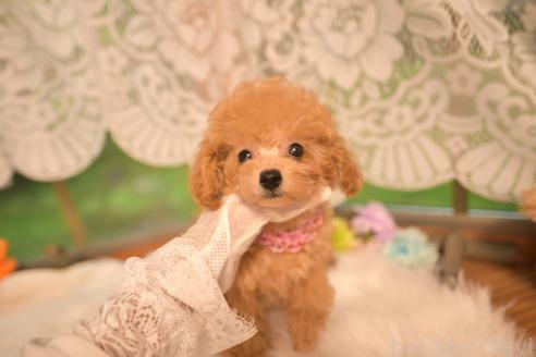 販売中の山梨県のトイプードル-396137の3枚目
